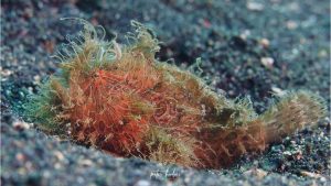 Hairy Frogfish - By Peter Huber