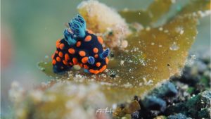 Nudibranch - By Peter Huber