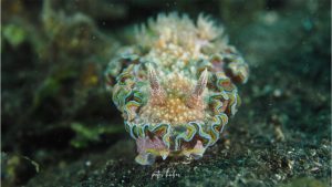 Nudibranch - By Peter Huber