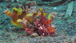 Scorpionfish - By Peter Huber