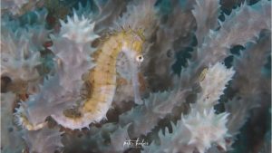 Seahorse - By Peter Huber