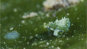 Shaun The Sheep Nudibranch - By Peter Huber
