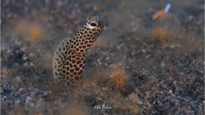 Taylor Garden Eel - By Peter Huber