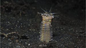Bobbit Worm - Diving in Lembeh