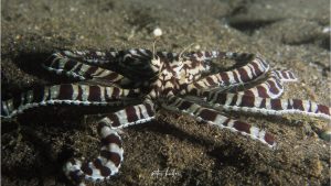 Mimic Octopus - Diving Lembeh