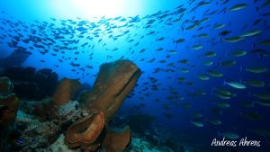 Large Schools of Fish and Corals at Pulau Dua - Diving in Lembeh