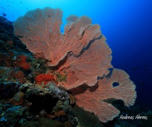 Pulau Dua - Diving in Lembeh