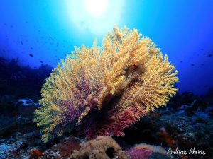 Pulau Dua - Diving in Lembeh