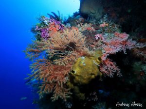 Coral Walls of Pulau Dua - Diving in Lembeh