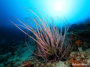 Corals at Pulau Dua